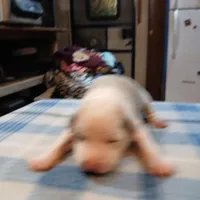 John, a male American Pit Bull Terrier for sale in Luling, TX – Photo 1 of 7