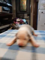 John, a male American Pit Bull Terrier for sale in Luling, TX – Photo 1 of 7