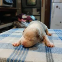 John, a male American Pit Bull Terrier for sale in Luling, TX – Photo 7 of 7