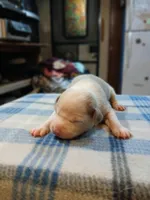 John, a male American Pit Bull Terrier for sale in Luling, TX – Photo 7 of 7