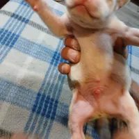 John, a male American Pit Bull Terrier for sale in Luling, TX – Photo 5 of 7