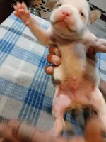 John, a male American Pit Bull Terrier for sale in Luling, TX – Photo 5 of 7