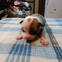 Jenny, a female American Pit Bull Terrier for sale in Luling, TX – Photo 2 of 7