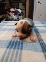 Jenny, a female American Pit Bull Terrier for sale in Luling, TX – Photo 2 of 7