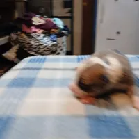 Jenny, a female American Pit Bull Terrier for sale in Luling, TX – Photo 1 of 7