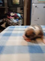 Jenny, a female American Pit Bull Terrier for sale in Luling, TX – Photo 1 of 7