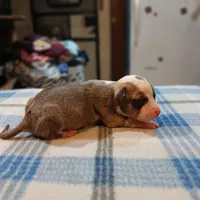 Jenny, a female American Pit Bull Terrier for sale in Luling, TX – Photo 5 of 7