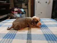 Jenny, a female American Pit Bull Terrier for sale in Luling, TX – Photo 5 of 7