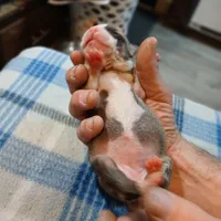 Jenny, a female American Pit Bull Terrier for sale in Luling, TX – Photo 6 of 7