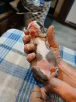 Jenny, a female American Pit Bull Terrier for sale in Luling, TX – Photo 6 of 7