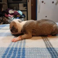 Jenny, a female American Pit Bull Terrier for sale in Luling, TX – Photo 3 of 7