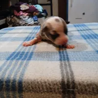 Jenny, a female American Pit Bull Terrier for sale in Luling, TX – Photo 4 of 7