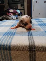 Jenny, a female American Pit Bull Terrier for sale in Luling, TX – Photo 4 of 7