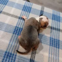 Jenny, a female American Pit Bull Terrier for sale in Luling, TX – Photo 7 of 7