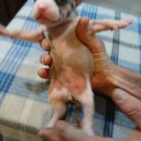 Jasmine, a female American Pit Bull Terrier for sale in Luling, TX – Photo 8 of 9