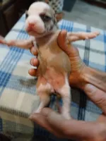 Jasmine, a female American Pit Bull Terrier for sale in Luling, TX – Photo 8 of 9