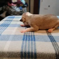 Jasmine, a female American Pit Bull Terrier for sale in Luling, TX – Photo 9 of 9