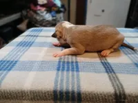 Jasmine, a female American Pit Bull Terrier for sale in Luling, TX – Photo 9 of 9