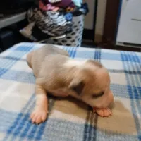 Jasmine, a female American Pit Bull Terrier for sale in Luling, TX – Photo 4 of 9