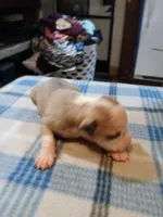 Jasmine, a female American Pit Bull Terrier for sale in Luling, TX – Photo 4 of 9