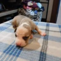 Jasmine, a female American Pit Bull Terrier for sale in Luling, TX – Photo 3 of 9