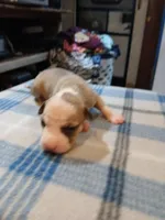 Jasmine, a female American Pit Bull Terrier for sale in Luling, TX – Photo 3 of 9