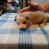 Jasmine, a female American Pit Bull Terrier for sale in Luling, TX – Photo 5 of 9