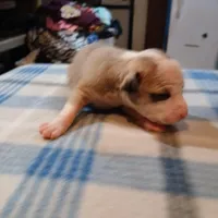 Jasmine, a female American Pit Bull Terrier for sale in Luling, TX – Photo 1 of 9