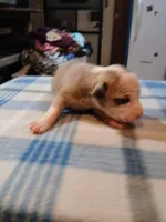 Jasmine, a female American Pit Bull Terrier for sale in Luling, TX – Photo 1 of 9