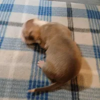 Jasmine, a female American Pit Bull Terrier for sale in Luling, TX – Photo 6 of 9