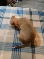 Jasmine, a female American Pit Bull Terrier for sale in Luling, TX – Photo 6 of 9