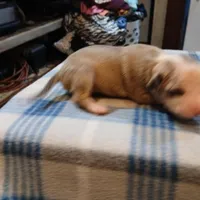 Jasmine, a female American Pit Bull Terrier for sale in Luling, TX – Photo 7 of 9