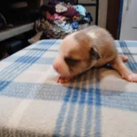 Jasmine, a female American Pit Bull Terrier for sale in Luling, TX – Photo 2 of 9