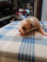 Jasmine, a female American Pit Bull Terrier for sale in Luling, TX – Photo 2 of 9