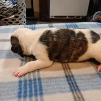 Spot, a male American Pit Bull Terrier for sale in Luling, TX – Photo 5 of 8