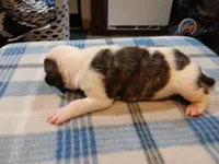 Spot, a male American Pit Bull Terrier for sale in Luling, TX – Photo 5 of 8