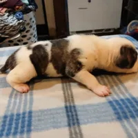 Spot, a male American Pit Bull Terrier for sale in Luling, TX – Photo 3 of 8