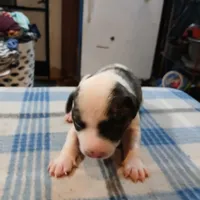 Spot, a male American Pit Bull Terrier for sale in Luling, TX – Photo 1 of 8