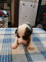 Spot, a male American Pit Bull Terrier for sale in Luling, TX – Photo 1 of 8