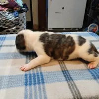 Spot, a male American Pit Bull Terrier for sale in Luling, TX – Photo 7 of 8