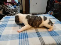 Spot, a male American Pit Bull Terrier for sale in Luling, TX – Photo 7 of 8