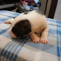 Spot, a male American Pit Bull Terrier for sale in Luling, TX – Photo 2 of 8