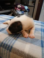 Spot, a male American Pit Bull Terrier for sale in Luling, TX – Photo 2 of 8