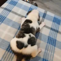 Spot, a male American Pit Bull Terrier for sale in Luling, TX – Photo 4 of 8