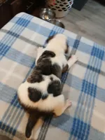 Spot, a male American Pit Bull Terrier for sale in Luling, TX – Photo 4 of 8