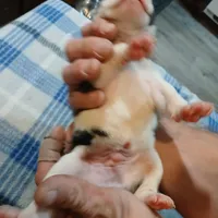 Spot, a male American Pit Bull Terrier for sale in Luling, TX – Photo 6 of 8