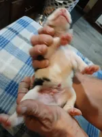 Spot, a male American Pit Bull Terrier for sale in Luling, TX – Photo 6 of 8