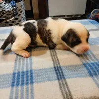 Spot, a male American Pit Bull Terrier for sale in Luling, TX – Photo 8 of 8