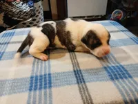 Spot, a male American Pit Bull Terrier for sale in Luling, TX – Photo 8 of 8