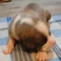 Zachary, a male American Pit Bull Terrier for sale in Luling, TX – Photo 3 of 7